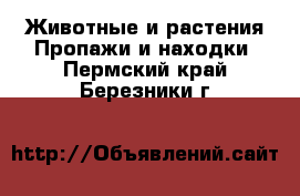 Животные и растения Пропажи и находки. Пермский край,Березники г.